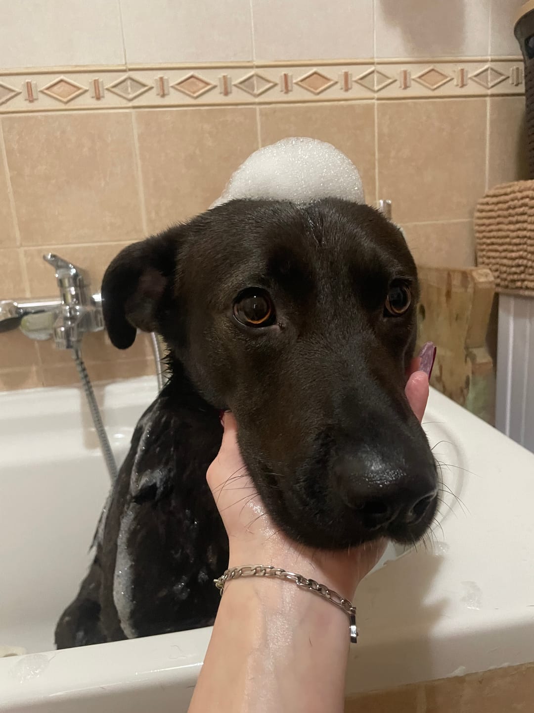 Customer photo review of CALMINO, Shampoo lenitivo e delicato universale cani e gatti