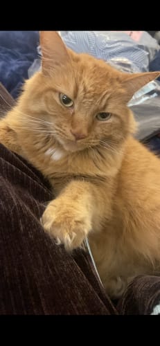 Customer photo review of 3 Month Supply - 1 Cat