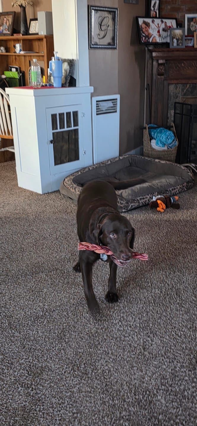 Customer photo review of 12 Inch Monster Braided Bully Stick