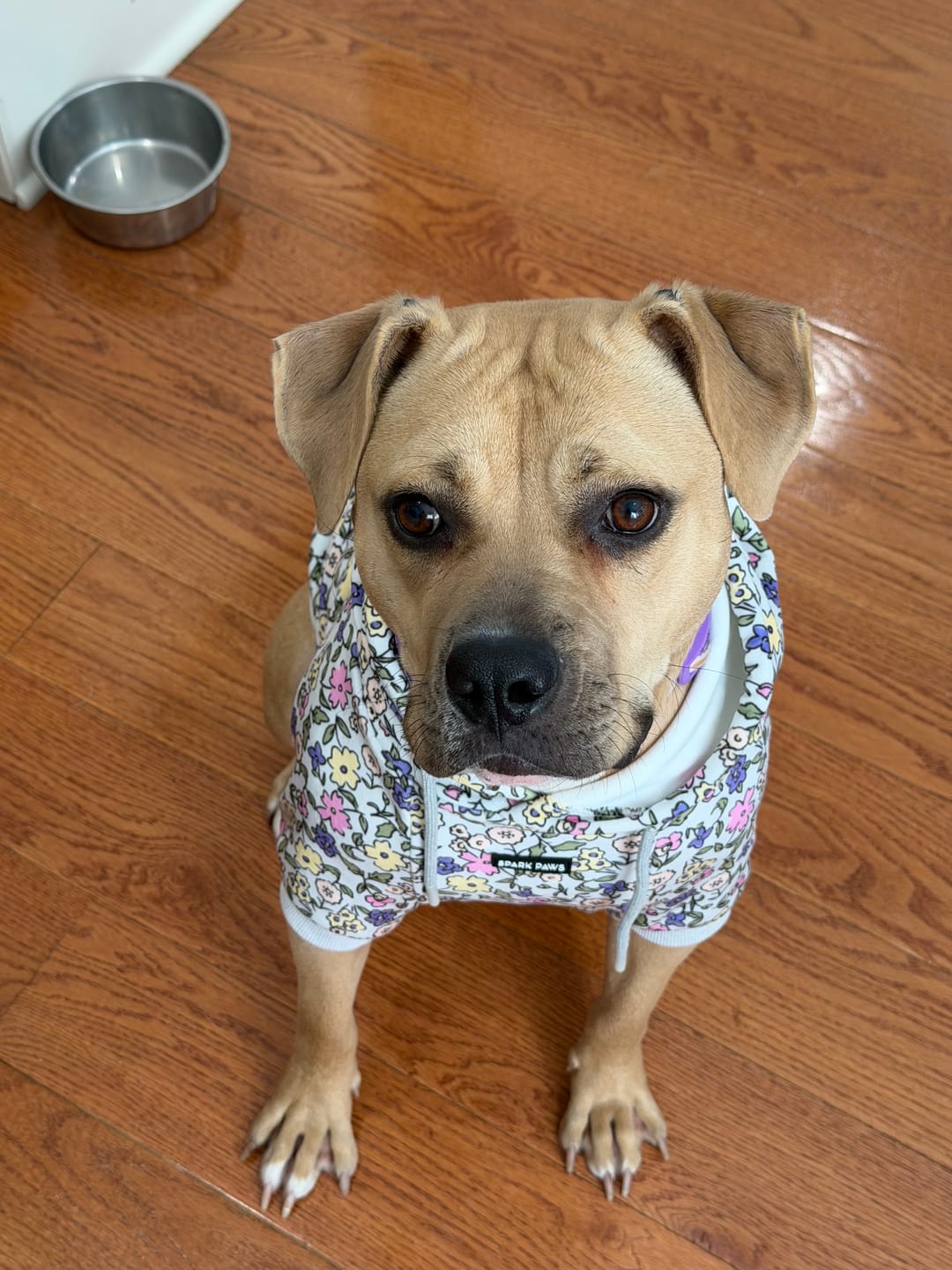 Customer photo review of Vintage Flower Dog Hoodie - Light Grey