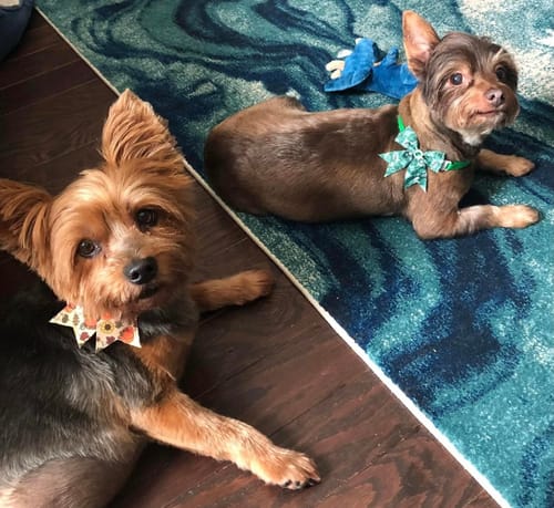 Customer photo review of DE-01 Dental Dogbiotic