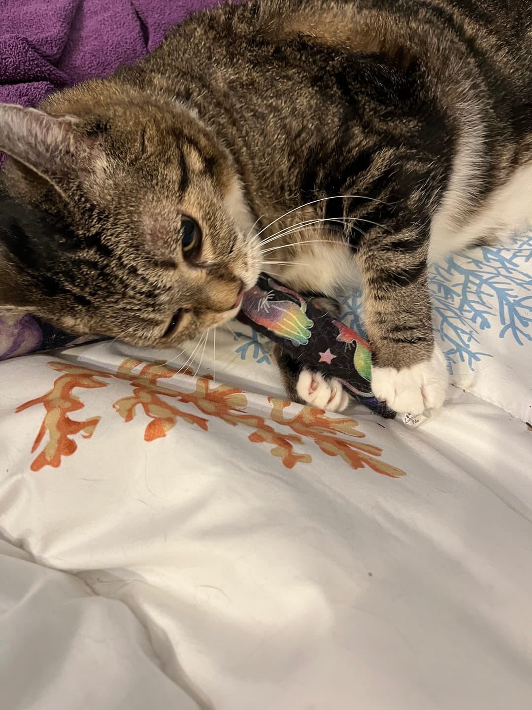 Customer photo review of Cosmic Cats Catnip and Valerian Root Blend Cat Toy