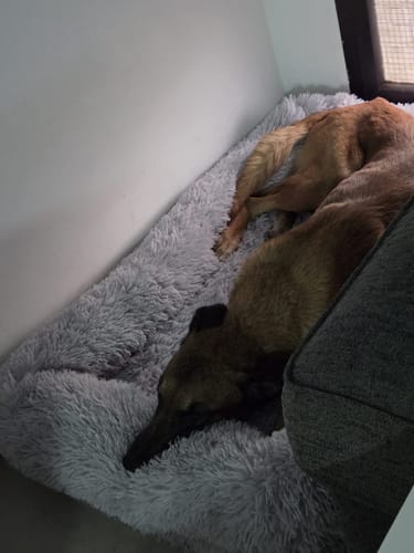 Customer photo review of המיטה של בונו - מיטה אורתופדית