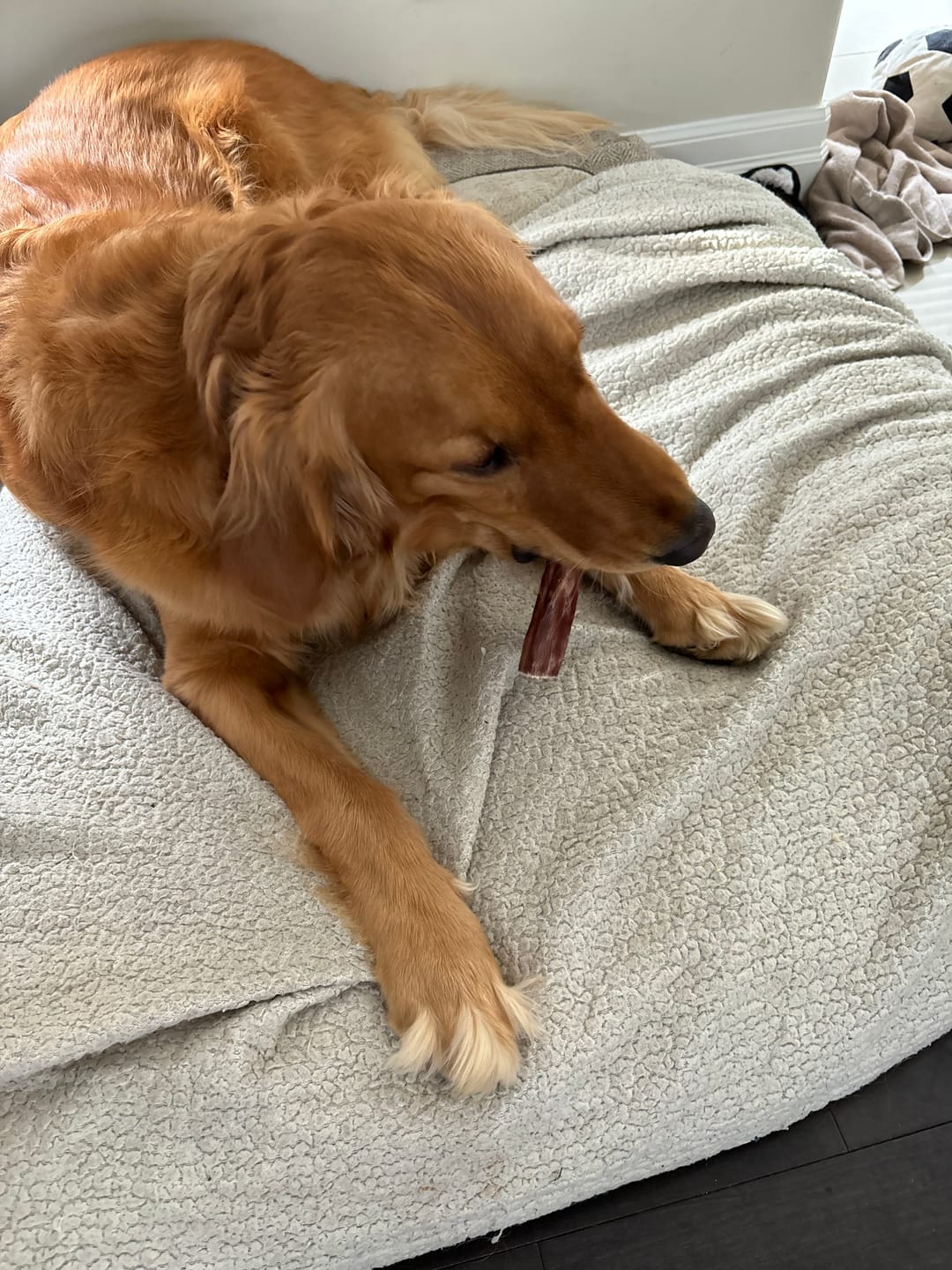Customer photo review of 5-6 Inch Champion Chew
