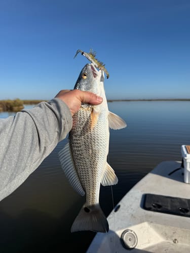Customer holding a redfish caught on the water with the Z-Man PrawnStarz lure in its mouth.
