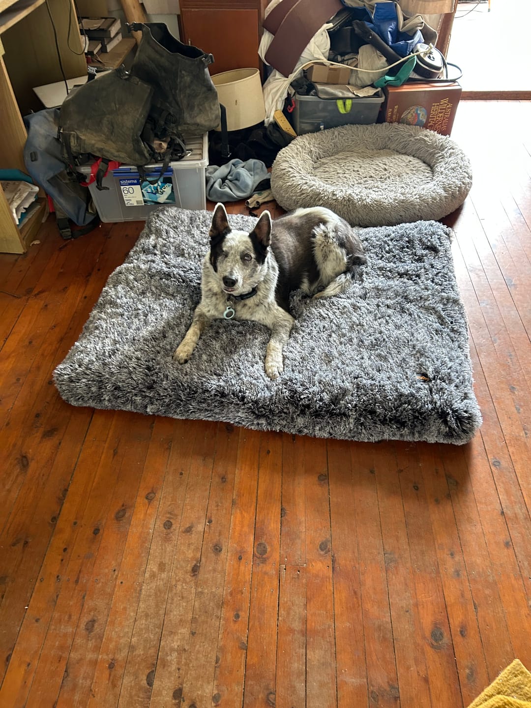 Customer photo review of Premium SuperMat Calming Bed