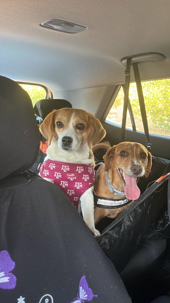 Customer photo review of Funda Impermeable THE DOGS — Auto limpio, perro seguro