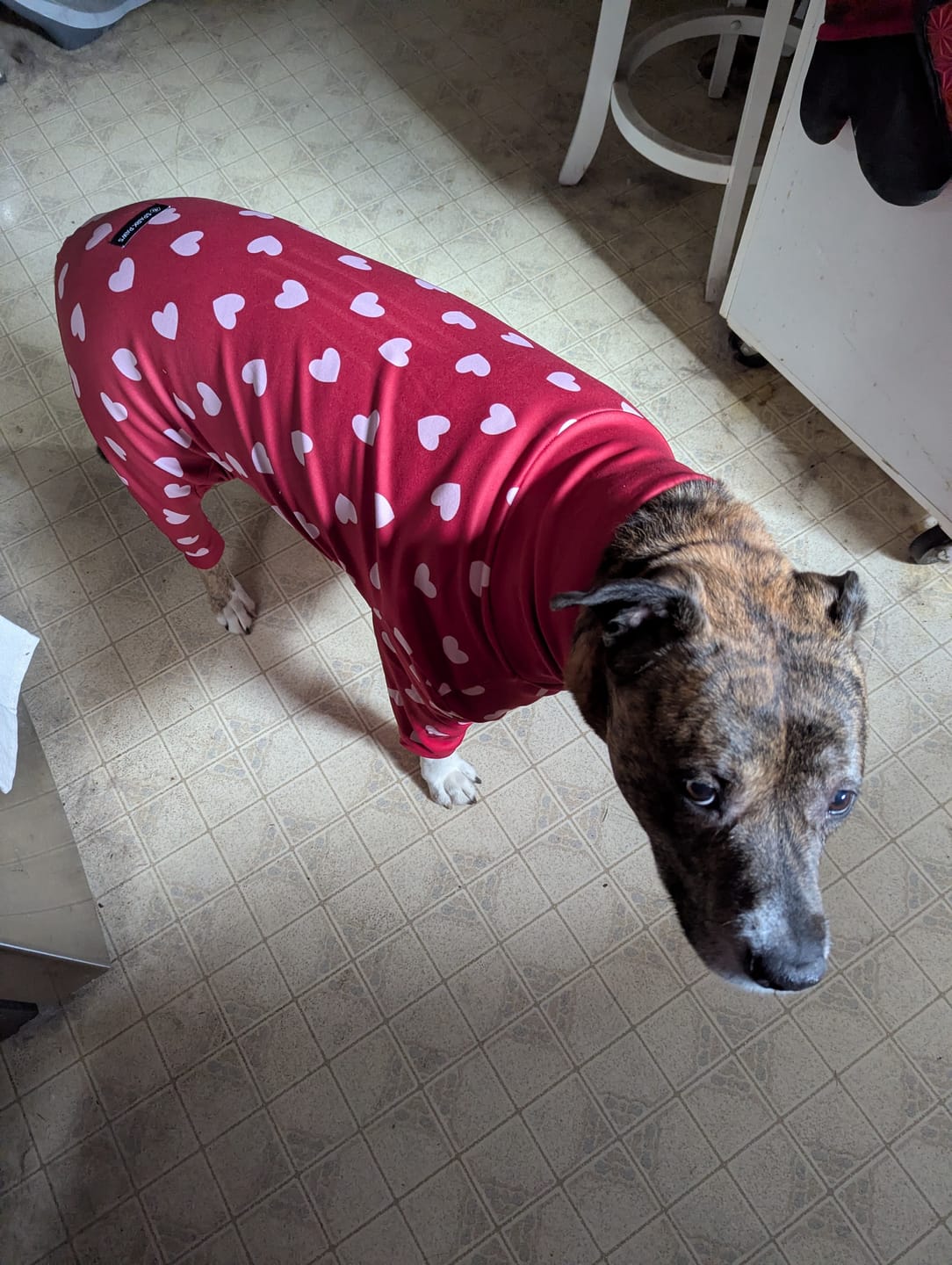 Customer photo review of Dog Pajama - Red Hearts