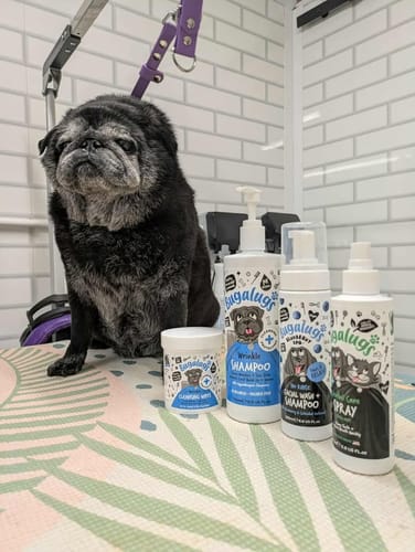 Customer photo review of Wrinkle Shampoo for Dogs & Cats