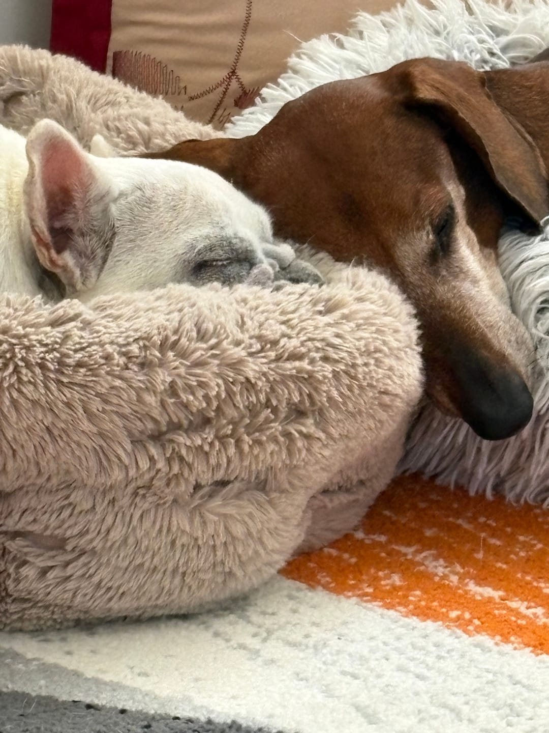 Customer photo review of Digestive K9 Powder