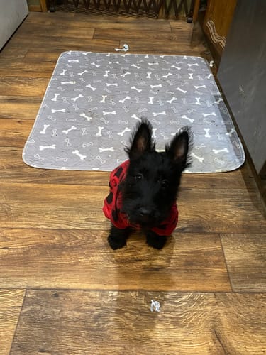 Customer photo review of PuppyPad