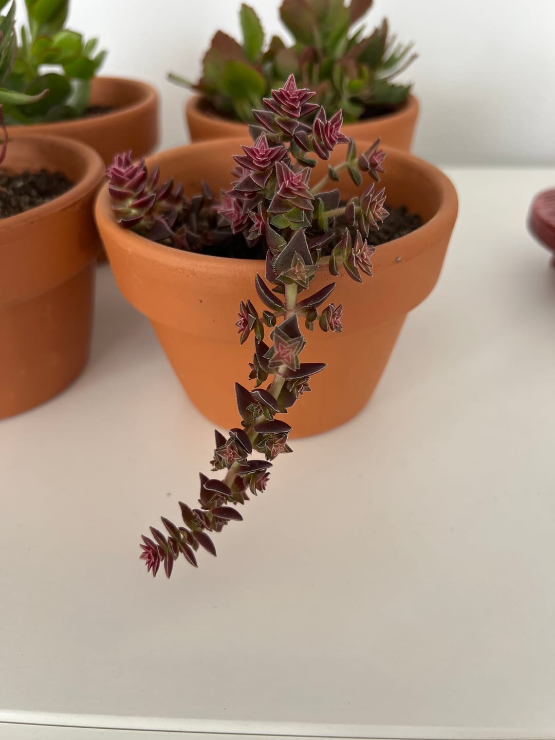 Customer photo review of Crassula capitella ssp thyrsiflora variegated