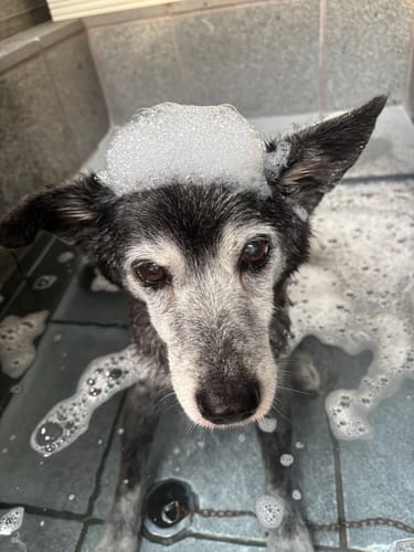 Customer photo review of FunFunPet 高機能ハーネス（お名前タグ作成サービス付き）