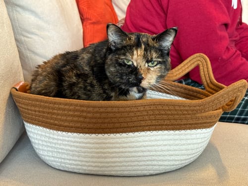 Customer photo review of Instinct Basket | Handwoven & Chemical-Free Cat Territory