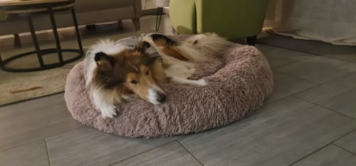 Customer photo review of Puppery Hundebett Wolke 7 - Das Original