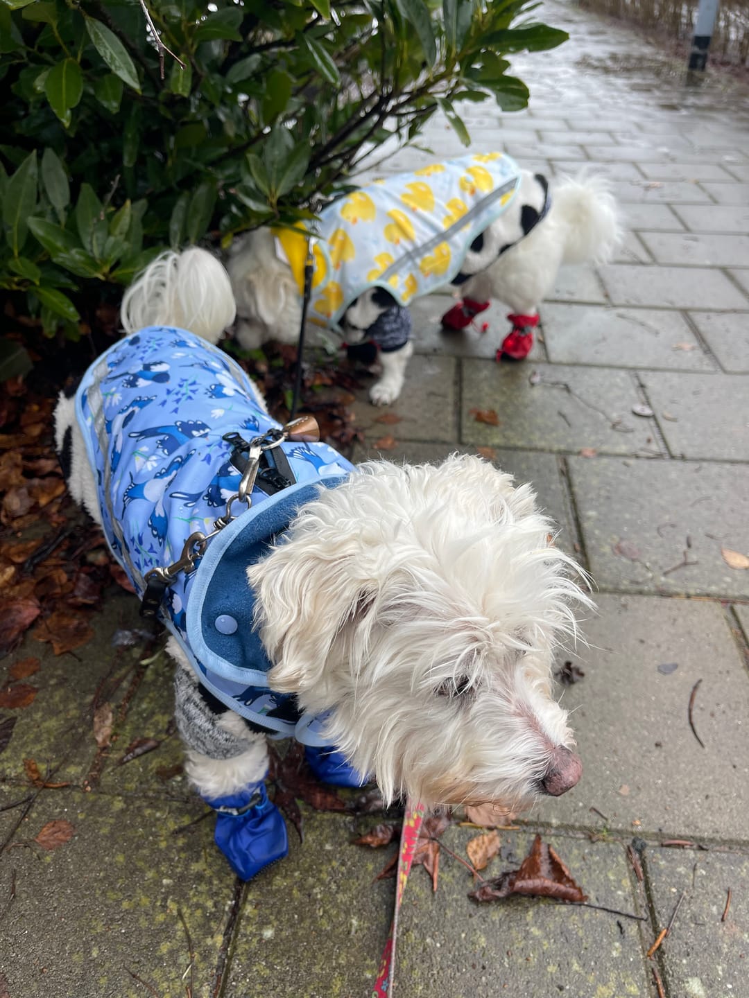 Customer photo review of Rain Jacket - Two For Joy