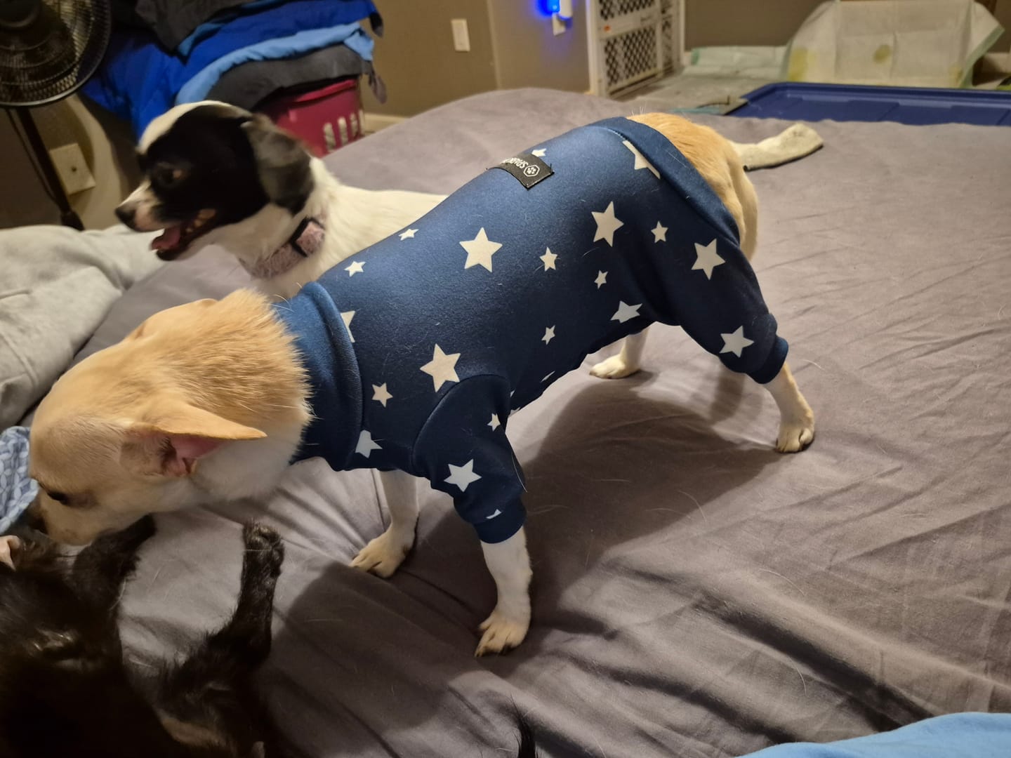 Customer photo review of Dog Pajama - Stars