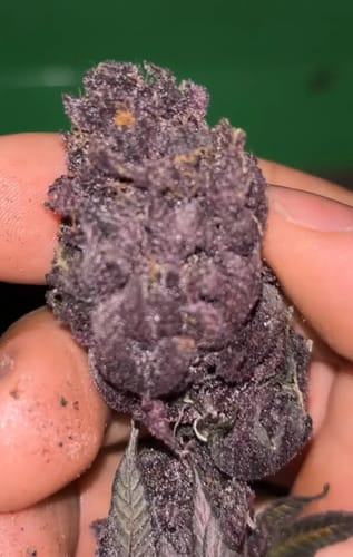 Customer photo review of Tropicana Cherry THCA Flower