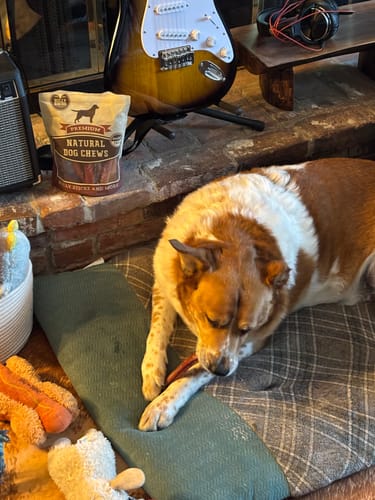 A customer's brown and white dog lies on a plush bed, intently chewing a 6 Inch Jumbo Bully Stick.