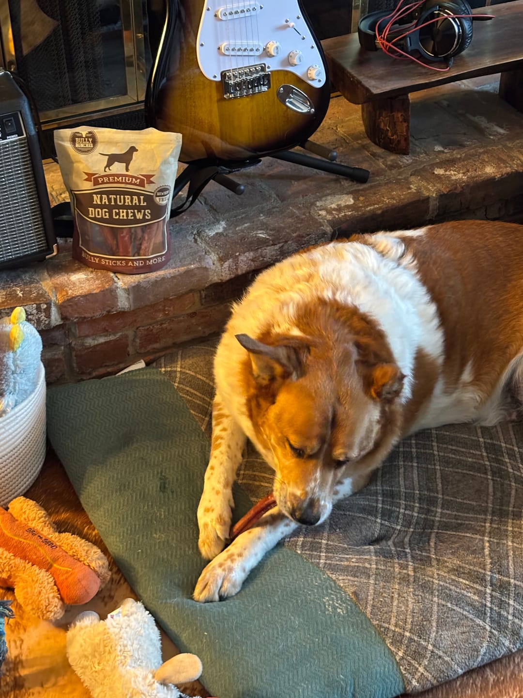 Customer photo review of 6 Inch Jumbo Bully Stick