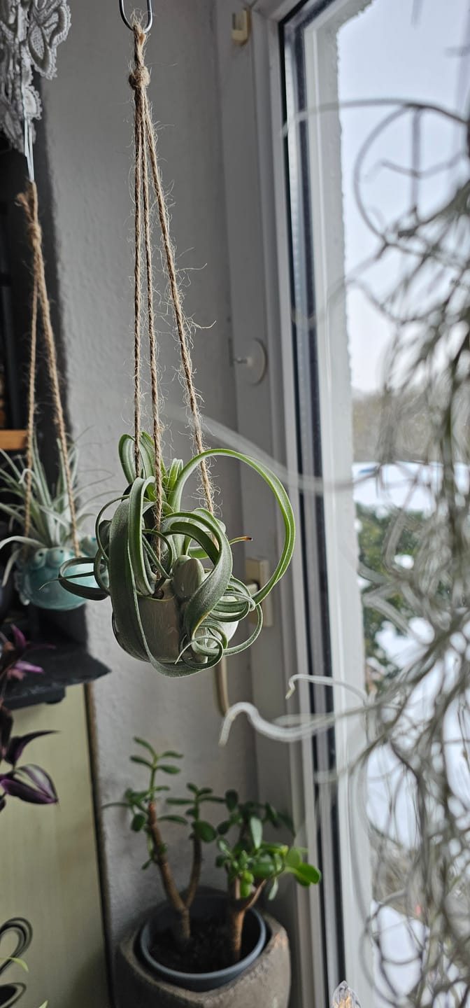 Customer photo review of Tillandsia caput medusae