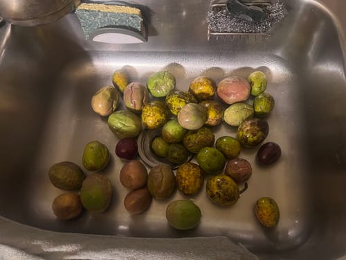 Customer photo review of June Plum