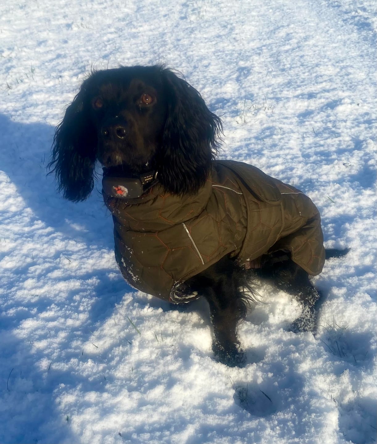 Customer photo review of Honey Comb Dog Coat