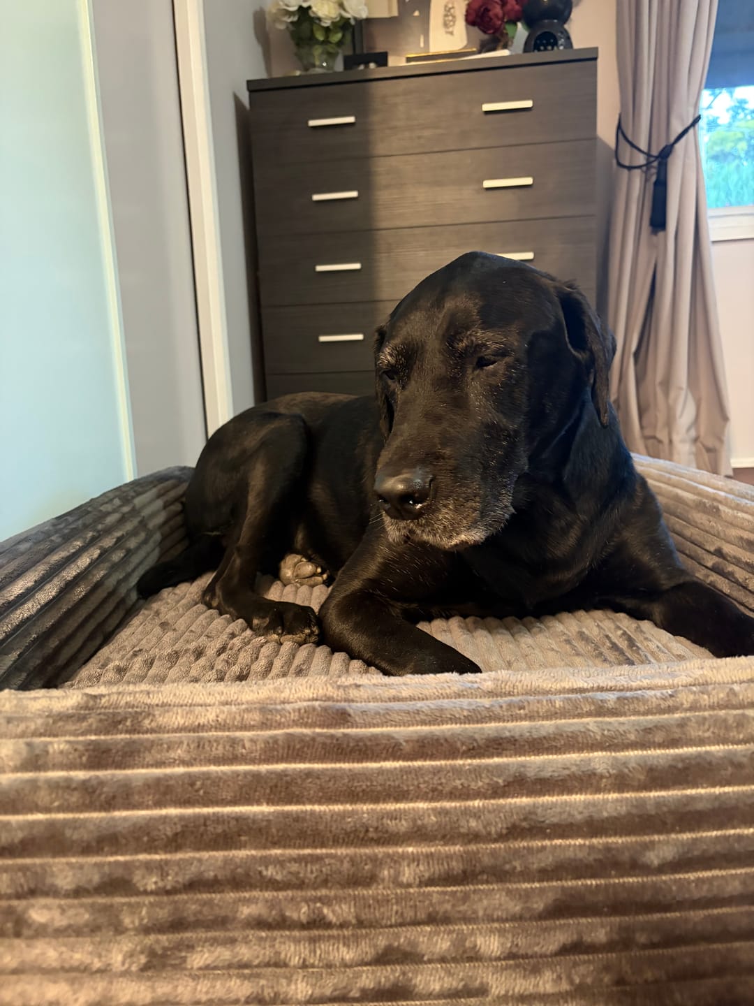 Customer photo review of Orthopaedic Dog Bed – Waterproof & Washable