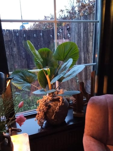 Customer photo review of Kunst Waaierpalm 90cm