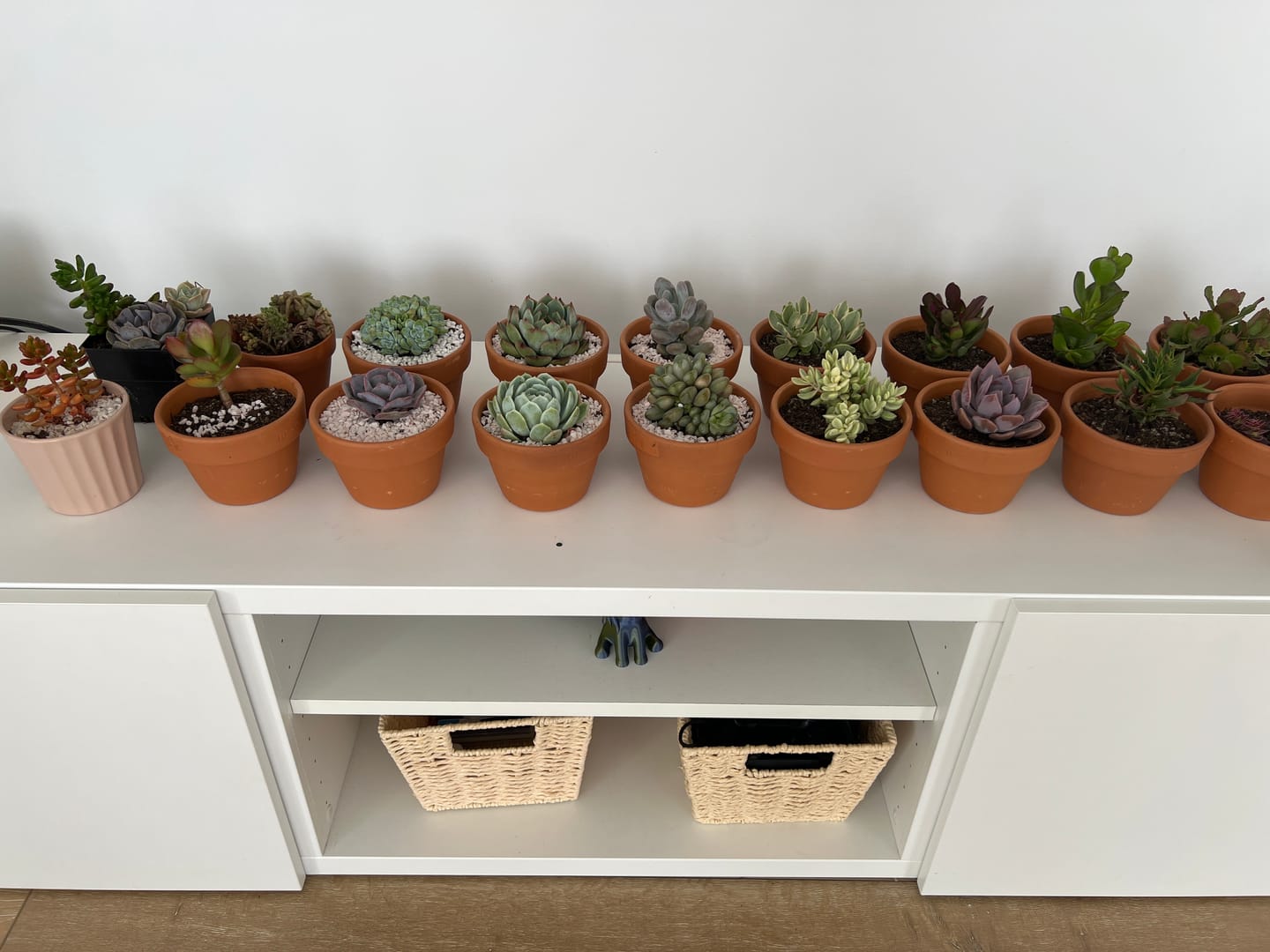 Customer photo review of Bulk Mixed Succulent Value Packs