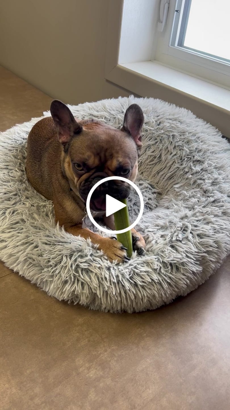 Customer video review of Mint Himalayan Yak Chew (MEDIUM)