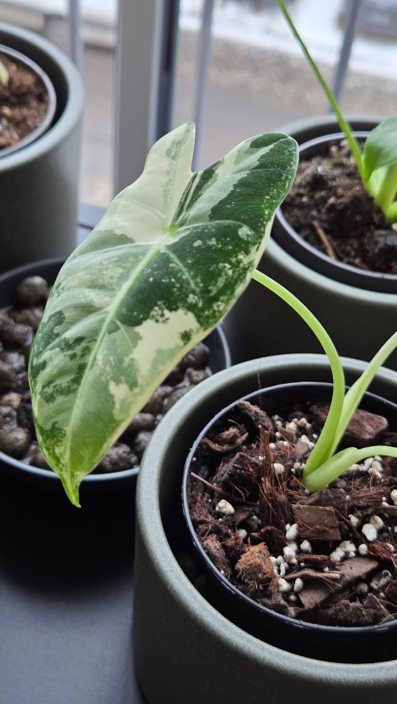 Customer photo review of Tropical Liquid Plant Food