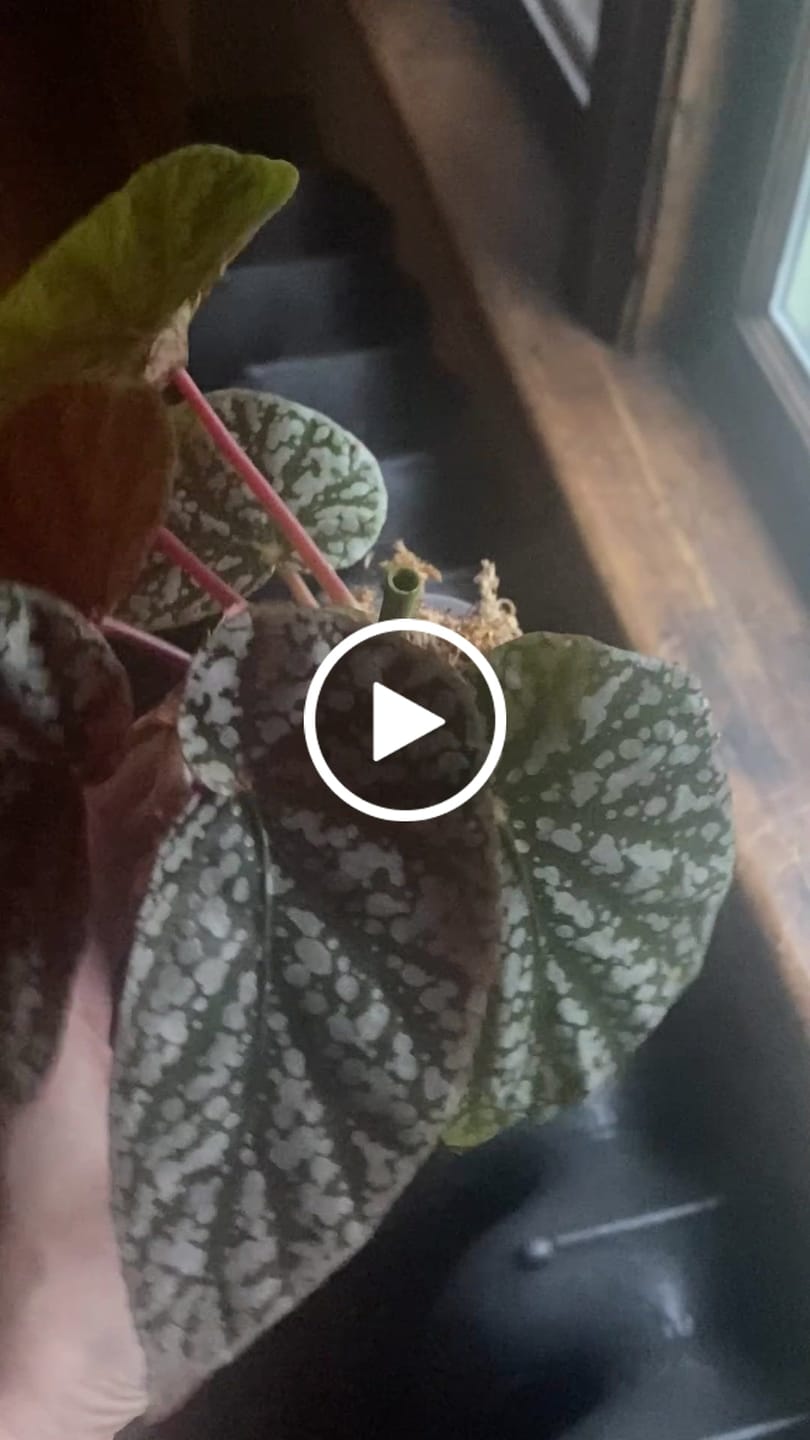 Customer video review of Kelpy Food for Plants