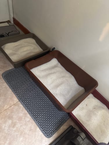 Customer photo review of 1 Month Supply – 3 Cat