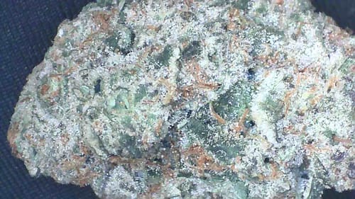 Customer photo review of Gold Spectrum THCA Flower (Connoisseur) - Pink Gumbo