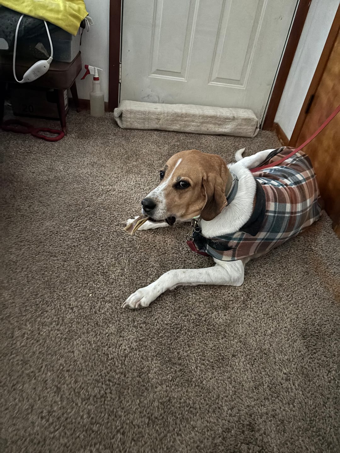 Customer photo review of 12 Inch Beef Jerky Strip