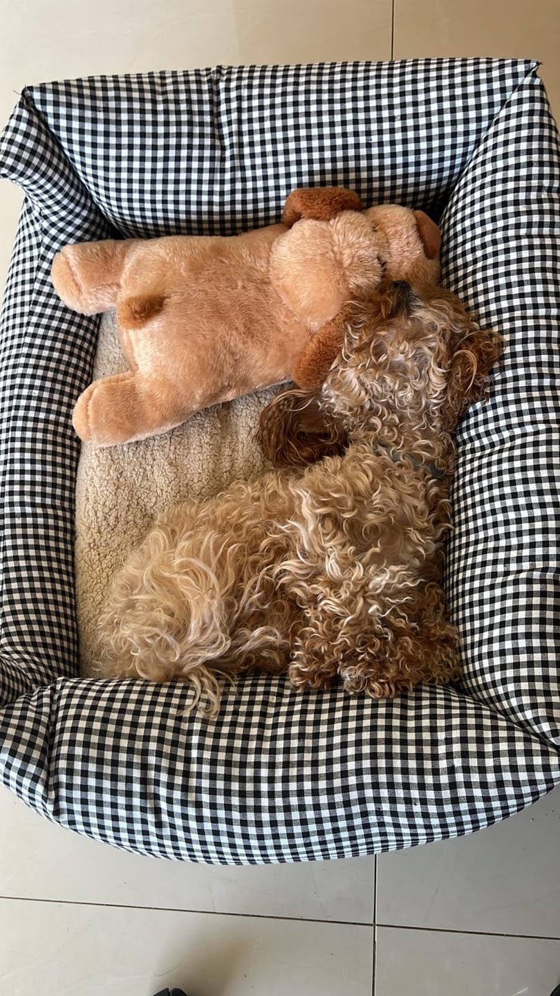 Customer photo review of Peluche Antiestrés para Mascotas