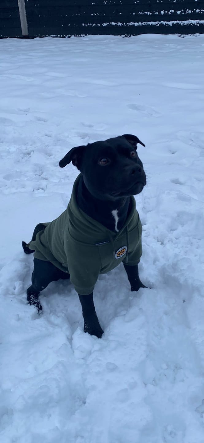 Customer photo review of Staffordshire Bull Terrier 1935® Hoodies - Green
