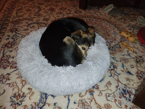 Customer photo review of Puppery Hundebett Wolke 7 - Das Original