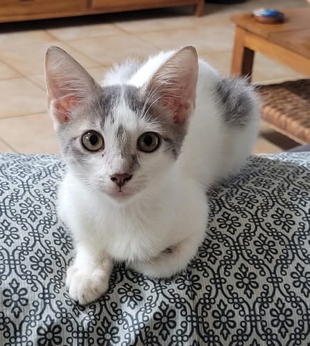 Customer photo review of 3 Month Supply - 1 Cat