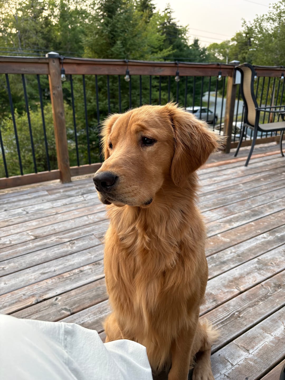Customer photo review of 12 Inch Jumbo Braided Bully Stick