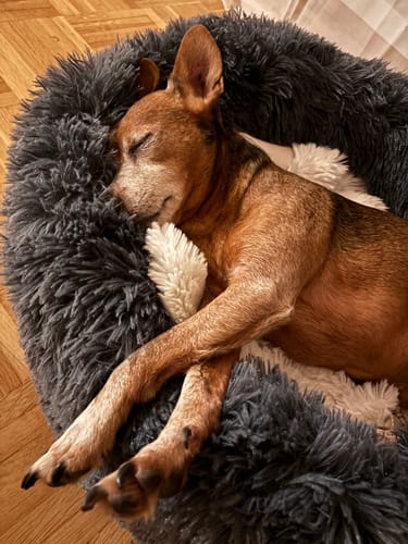 Customer photo review of Puppery Hundebett Wolke 7 - Das Original