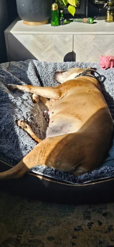 Customer photo review of Large Premium Dog Bed Cover