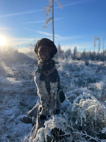 Hund eines Kunden, der Shiny Hair bekommt, sitzt in einer sonnigen und frostigen Landschaft.