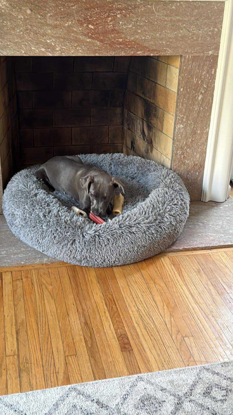 Customer photo review of Strawberry Himalayan Yak Chew (MEDIUM)