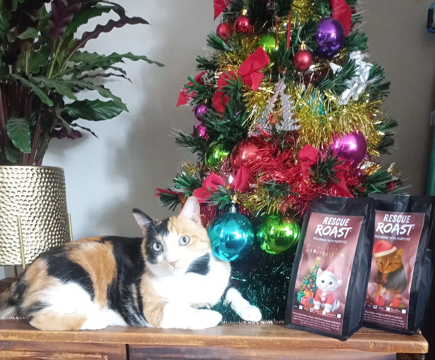 Customer photo review of Cat 1 - Christmas Edition (B)