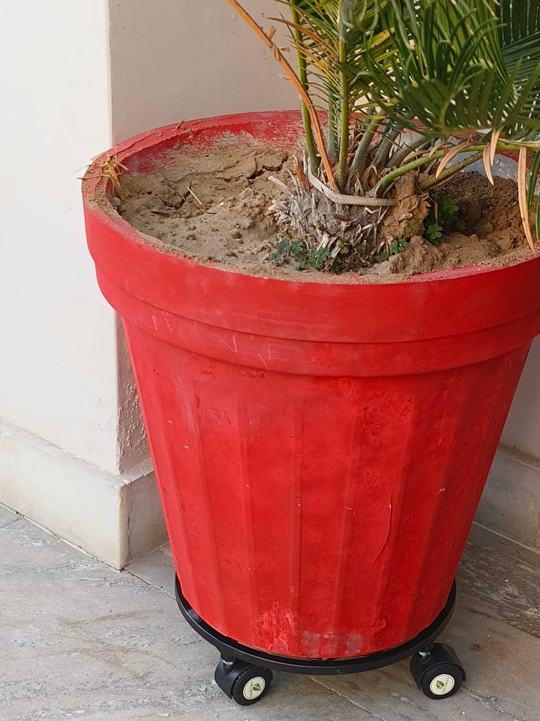 Customer photo review of TryGreen Luna Wheel Rolling Plant Stand for Planters