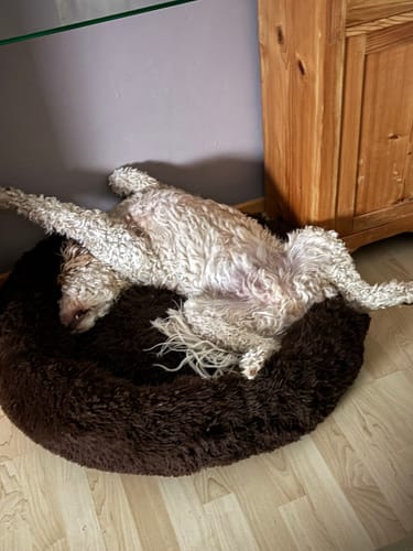 Customer photo review of Puppery Hundebett Wolke 7 - Das Original