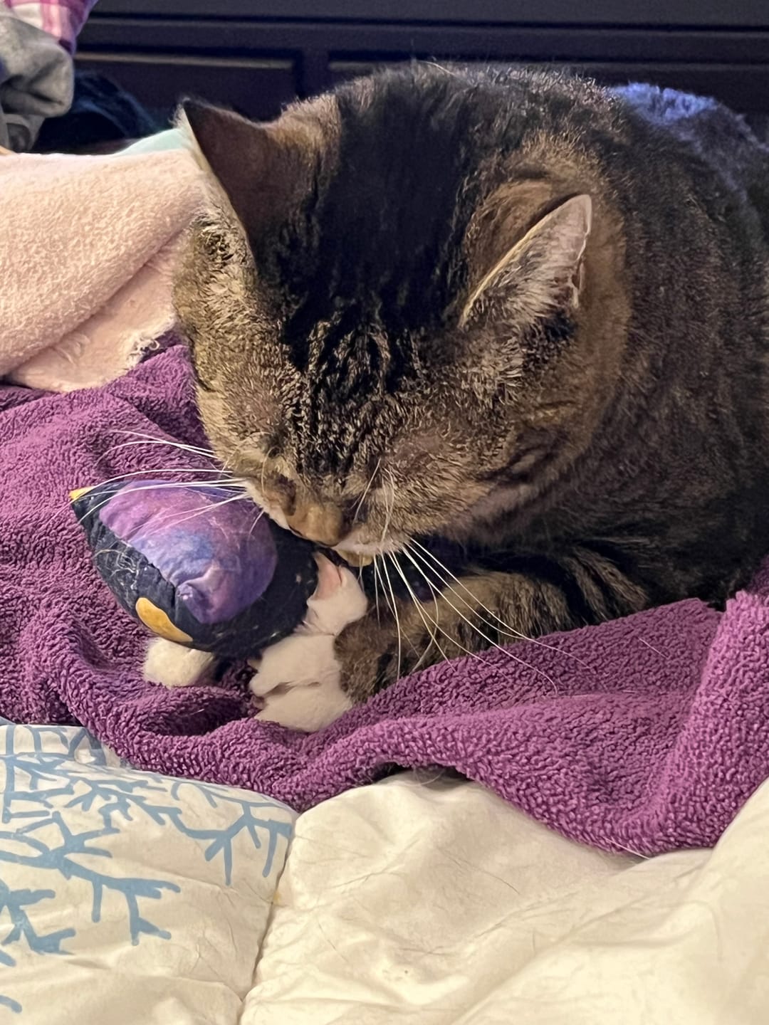 Customer photo review of Halloween Catnip with Valerian Root Cat Toy