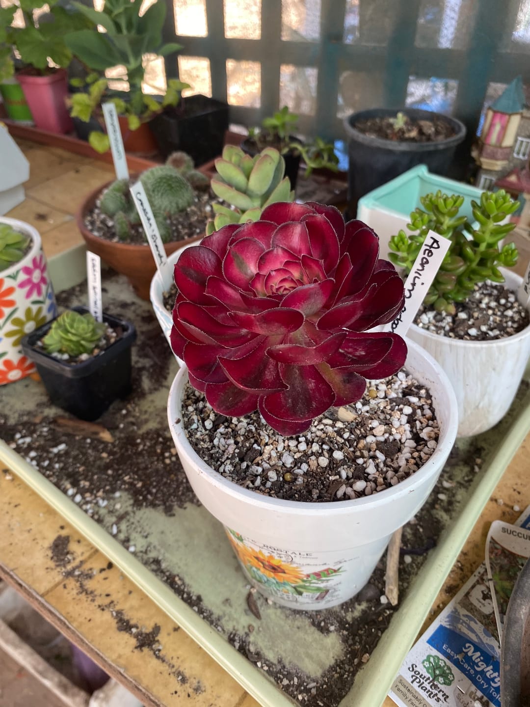 Customer photo review of Aeonium arboreum 'Chanel'